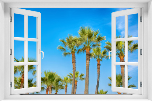 Fototapeta Naklejka Na Ścianę Okno 3D - Beautiful palm trees