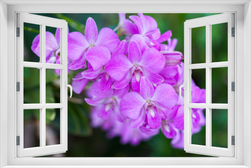 Fototapeta Naklejka Na Ścianę Okno 3D - pink orchid