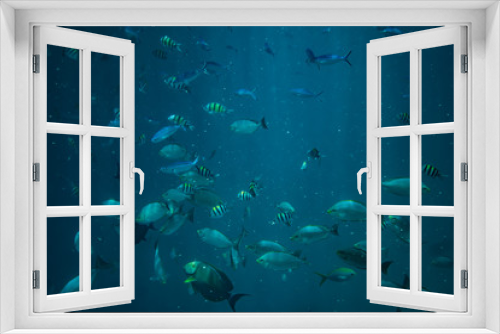 Fototapeta Naklejka Na Ścianę Okno 3D - Diving, snorkling with school of fishes underwater of tropical sea