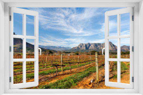 Fototapeta Naklejka Na Ścianę Okno 3D - Vineyards landscape