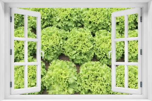 Fototapeta Naklejka Na Ścianę Okno 3D - background of leaves of lettuce