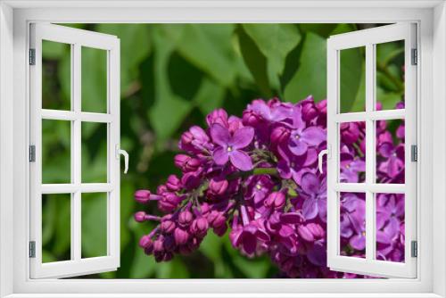Fototapeta Naklejka Na Ścianę Okno 3D - Fragrant flowers and buds of lilac.