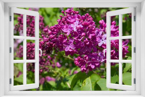 Fototapeta Naklejka Na Ścianę Okno 3D - Fragrant flowers and buds of lilac.