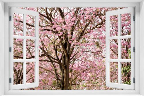 Fototapeta Naklejka Na Ścianę Okno 3D - Tabebuia rosea
