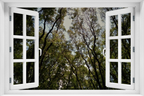 Fototapeta Naklejka Na Ścianę Okno 3D - Green forests
