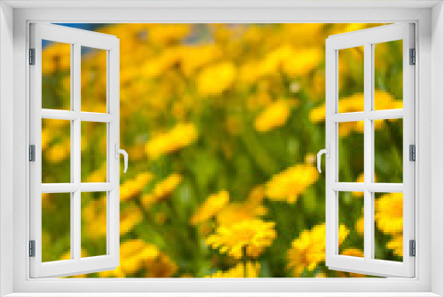 Fototapeta Naklejka Na Ścianę Okno 3D - Yellow aster wildflowers in a field