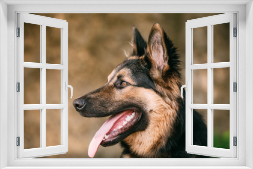 Fototapeta Naklejka Na Ścianę Okno 3D - Portrait Of Medium Size Long-Haired Mongrel Black And Red Dog