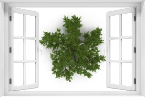 Fototapeta Naklejka Na Ścianę Okno 3D - Old Oak Tree Isolated on White 3D Illustration