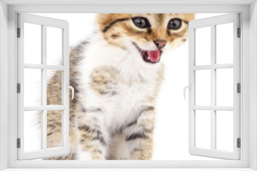 Fototapeta Naklejka Na Ścianę Okno 3D - Kitten on white background.