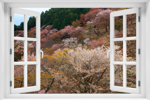 Fototapeta Naklejka Na Ścianę Okno 3D - 上千本の桜 