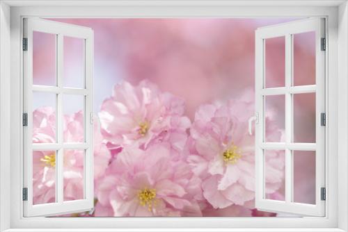 Fototapeta Naklejka Na Ścianę Okno 3D - Chery Blossoms in SPring