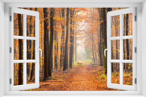 Fototapeta Naklejka Na Ścianę Okno 3D - Wald Panorama im Herbst