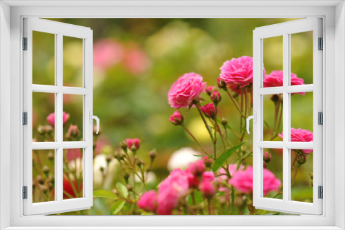 Fototapeta Naklejka Na Ścianę Okno 3D - field of roses (Rosaceae) and blur background