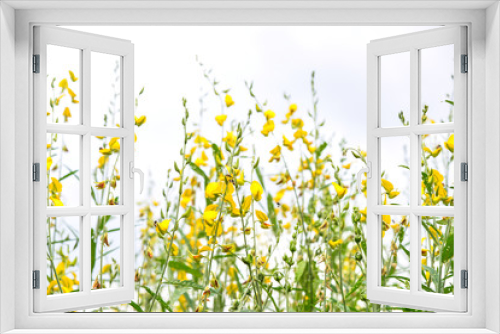 Fototapeta Naklejka Na Ścianę Okno 3D - Crotalaria garden