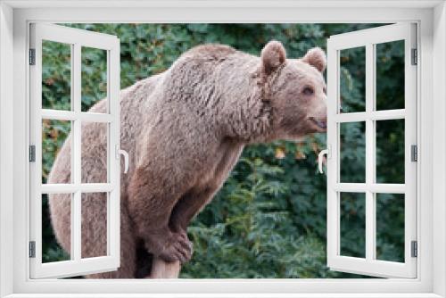 Fototapeta Naklejka Na Ścianę Okno 3D - Brown bear (Ursus arctos)