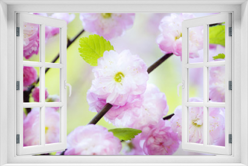 Fototapeta Naklejka Na Ścianę Okno 3D - Spring cherry blossoms