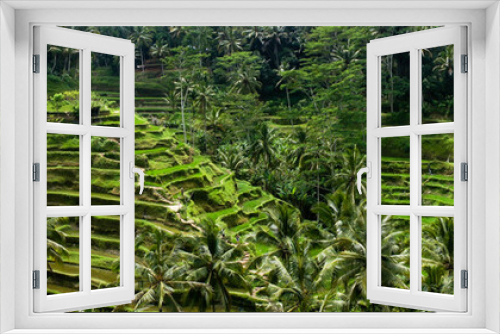 Fototapeta Naklejka Na Ścianę Okno 3D - Rizières en terrasse de Tegalalang, Bali, Indonésie