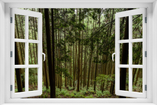 Fototapeta Naklejka Na Ścianę Okno 3D - Coniferous Forest