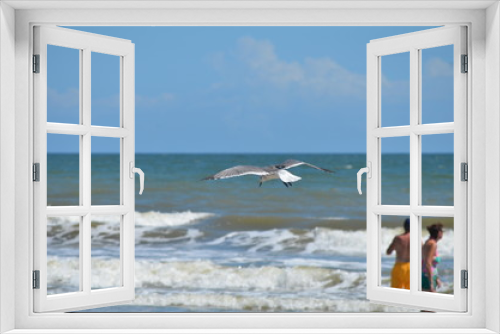 Fototapeta Naklejka Na Ścianę Okno 3D - Mid Flight Seagull