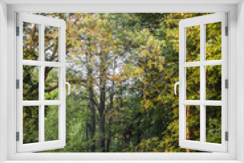 Fototapeta Naklejka Na Ścianę Okno 3D - Detail of woodland