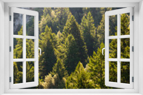 Fototapeta Naklejka Na Ścianę Okno 3D - Ancient Forest