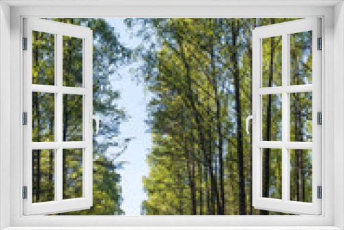Fototapeta Naklejka Na Ścianę Okno 3D - spring sunny forest