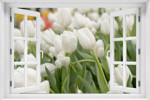 Fototapeta Naklejka Na Ścianę Okno 3D - colorful tulips. tulips in spring,colourful tulip.
