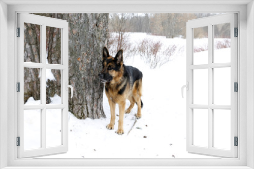 Fototapeta Naklejka Na Ścianę Okno 3D - German shepherd dog on snow in winter day