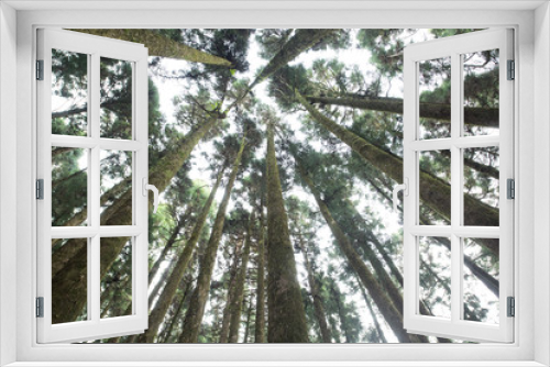 Fototapeta Naklejka Na Ścianę Okno 3D - Pine tree in Alishan national park,Taiwan.
