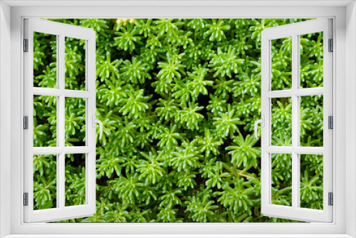 Fototapeta Naklejka Na Ścianę Okno 3D - succulent close up