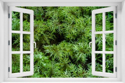 Fototapeta Naklejka Na Ścianę Okno 3D - Moss Hylocomium splendens