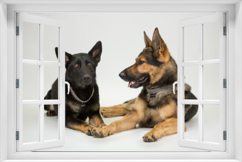 Fototapeta Naklejka Na Ścianę Okno 3D - Schäferhund