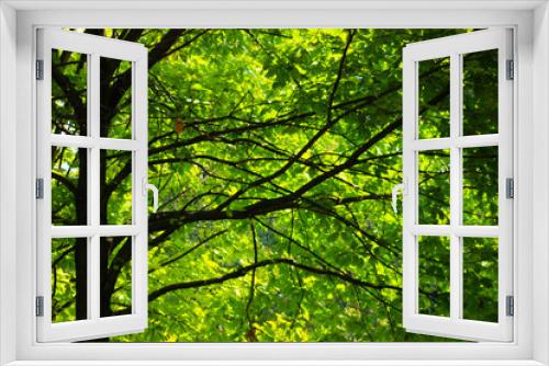 Fototapeta Naklejka Na Ścianę Okno 3D - yeşil ağaç
