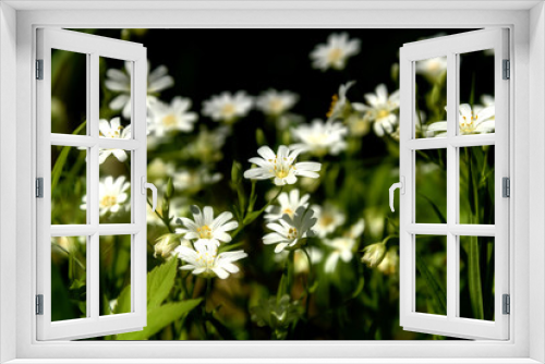 Fototapeta Naklejka Na Ścianę Okno 3D - white flowers meadow chickweed