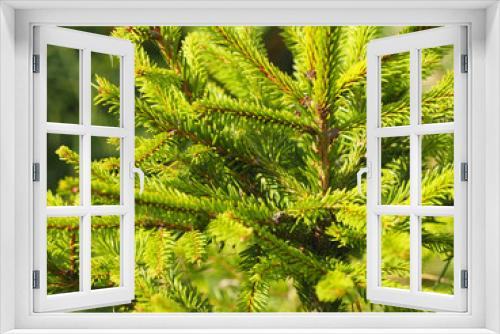 Fototapeta Naklejka Na Ścianę Okno 3D - young fir tree sunny