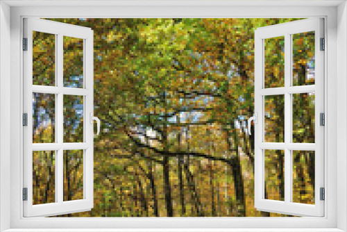 Fototapeta Naklejka Na Ścianę Okno 3D - Forêt française en automne - Autumn in a French forest