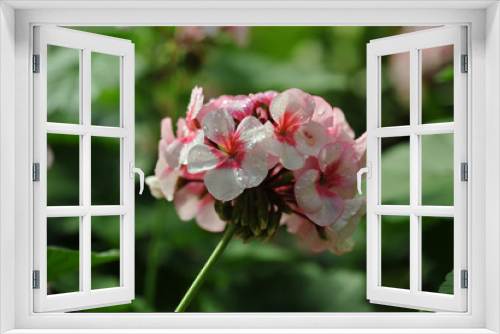 Fototapeta Naklejka Na Ścianę Okno 3D - Beautiful geranium flowers