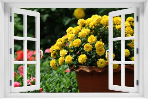 Fototapeta Naklejka Na Ścianę Okno 3D - yellow chrysanthemum flowers in pot