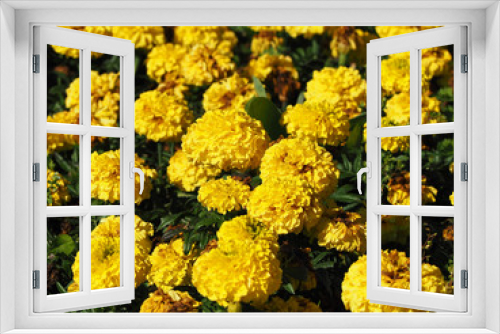 Fototapeta Naklejka Na Ścianę Okno 3D - autumn flowers, marigolds