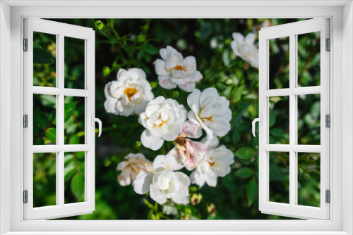 Fototapeta Naklejka Na Ścianę Okno 3D - Białe kwiaty róży