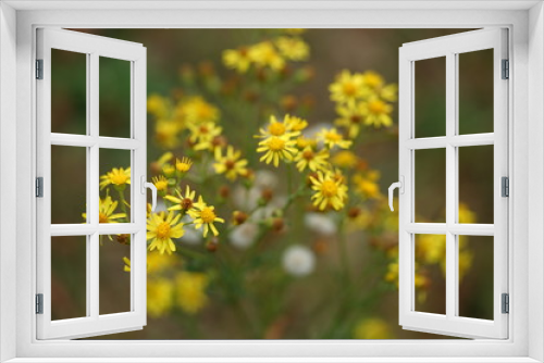 Fototapeta Naklejka Na Ścianę Okno 3D - Wild flowers