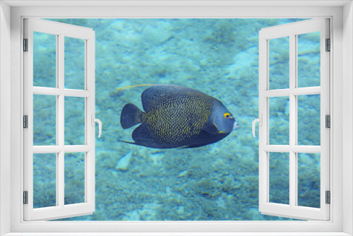 Fototapeta Naklejka Na Ścianę Okno 3D - Underwater photo of a French Angelfish. Beautiful reef fish