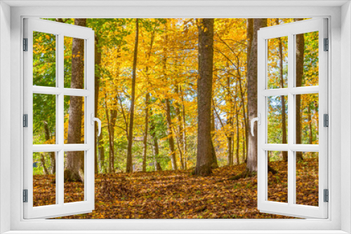 Fototapeta Naklejka Na Ścianę Okno 3D - Deciduous trees with autumn colors in a forest