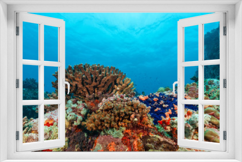 Fototapeta Naklejka Na Ścianę Okno 3D - Underwater coral reef background