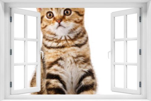 Fototapeta Naklejka Na Ścianę Okno 3D - Portrait cat, scottish Straight