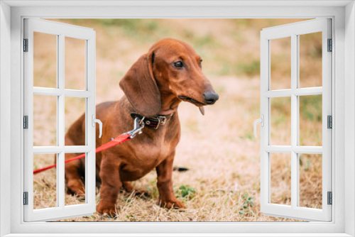 Fototapeta Naklejka Na Ścianę Okno 3D - Brown Red Dachshund Dog Outdoor