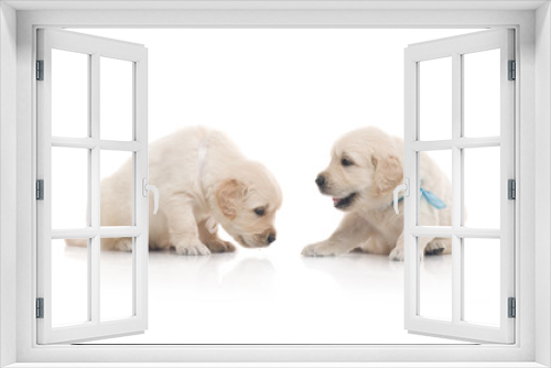 Fototapeta Naklejka Na Ścianę Okno 3D - small cute golden retriever puppy,  on white background