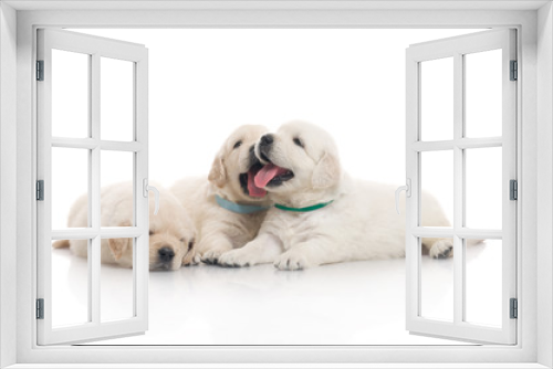 Fototapeta Naklejka Na Ścianę Okno 3D - small cute golden retriever puppy,  on white background