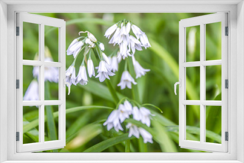 Fototapeta Naklejka Na Ścianę Okno 3D - white forest flowers on green background