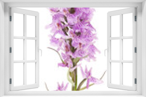 Fototapeta Naklejka Na Ścianę Okno 3D - Common spotted orchid (Dactylorhiza fushsii )